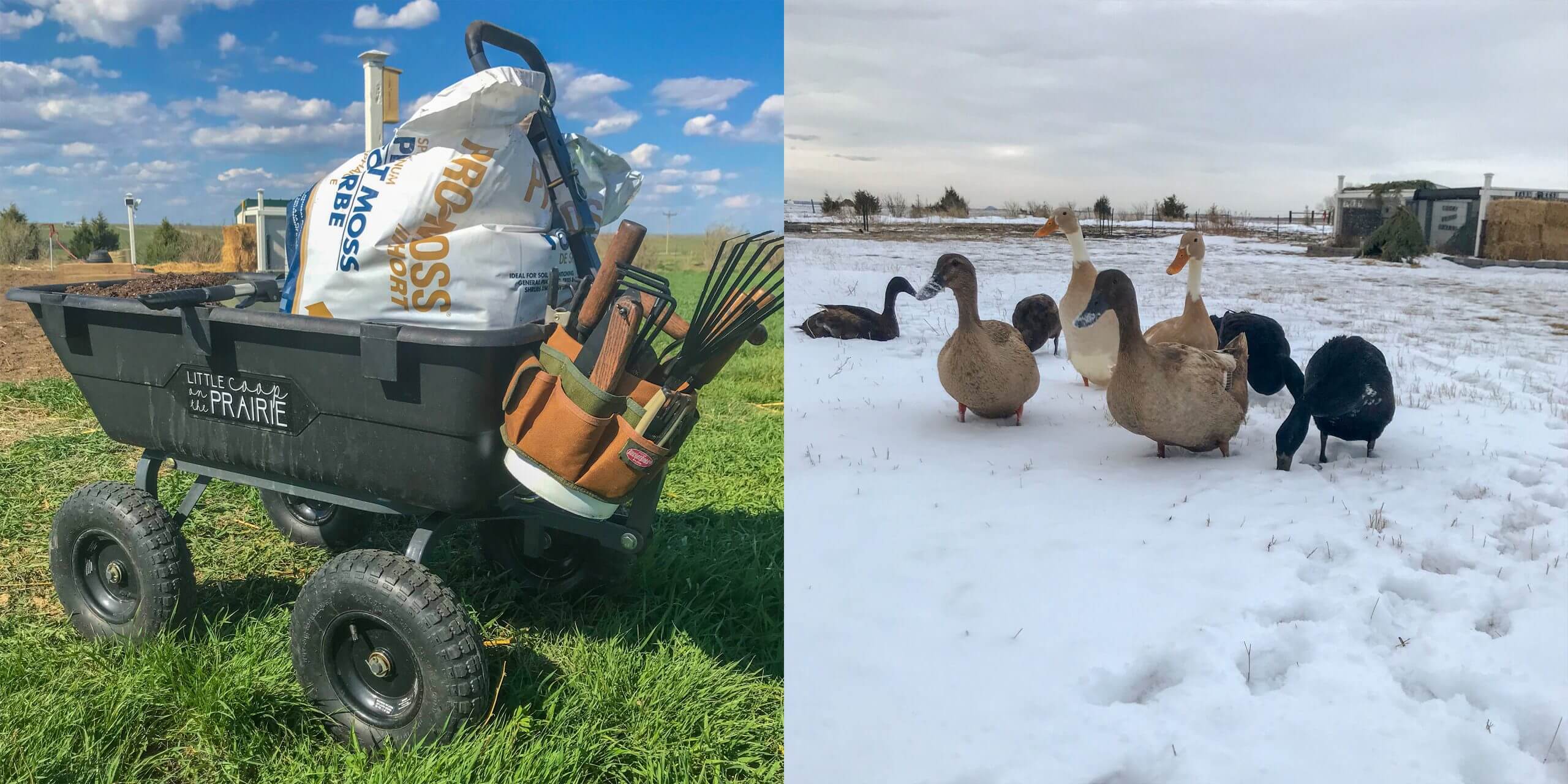 Gorilla cart in a yard and ducks in the snow
