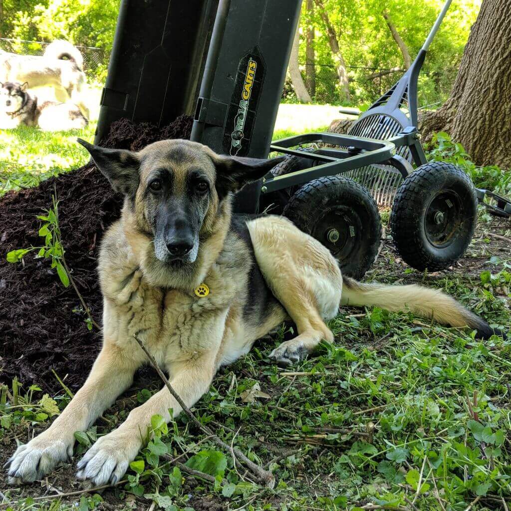 Dog sitting in the yard next to Gorilla cart