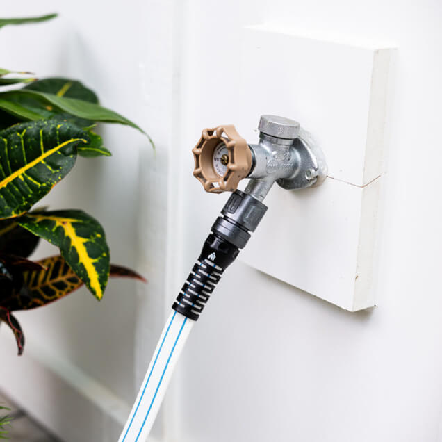 Garden hose connected to a metal spigot on a white wall beside green foliage.
